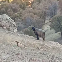 کاوه قوچ  بختیاری  اصل جنس میش