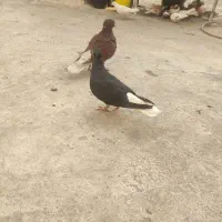 کبوترزاغ‌دم‌سفیدماده‌معاوضه‌بادم‌سفید