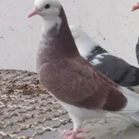 کبوتر تک پر|پرنده|بندر ترکمن, |دیوار