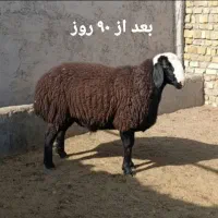 رشد سریع بره پرواری و مقاوم شدن سلامت دام|حیوانات مزرعه|اصفهان, باتون|دیوار