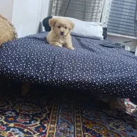 سگ شیتزو خونگی