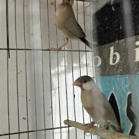 فنچ نرگسی شکلاتی|پرنده|بندرعباس, |دیوار