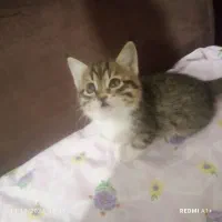 واگذاری بچه گربه