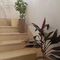 گل کردلین و شفلرا|گل و گیاه طبیعی|هرسین, |دیوار