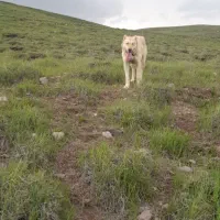 ماده سگ سرابی