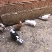 ۵تا جوجه قنار تازه دونخور|پرنده|ارومیه, |دیوار