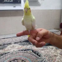 عروس هلندی لوتینو دستی