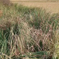 زمین کشاورزی