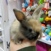 بچه خرگوش مینیاتوری|موش و خرگوش|تهران, تهرانپارس شرقی|دیوار