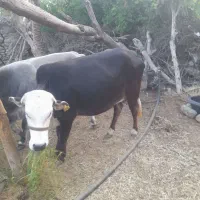 سلام دوستان چند عدد گاو وگوسفند به فروش میرسد