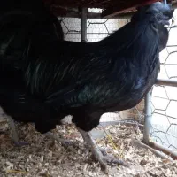 فروش مولدین آیام سمانی وارداتی فول کیفیت