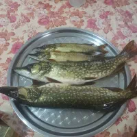 اردک ماهی صید امروز