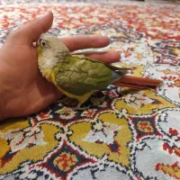 طوطی گرینچیک رام|پرنده|چهاردانگه (تهران), |دیوار