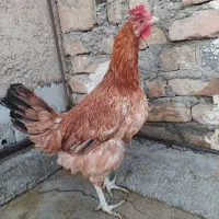 مرغ تخمگذار