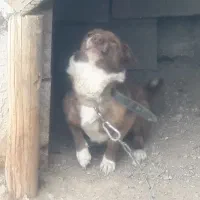 پاکوتاه|سگ|بیجار, |دیوار