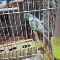 مرغ عشق|پرنده|تهران, هرندی|دیوار