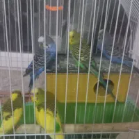 ۵ عدد مرغ عشق