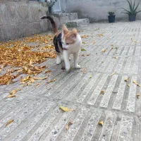 گربه کالیکو