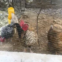 مرغ و خروس نژاد دار|حیوانات مزرعه|تایباد, |دیوار