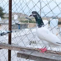 کبوتر جوجه قلمی