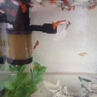 ماهی گوپی توکسیدو