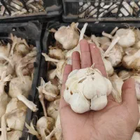 سیرتند وخشک همدان|خوردنی و آشامیدنی|شوشتر, |دیوار