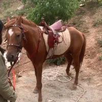 اسب|حیوانات مزرعه|فشم, |دیوار