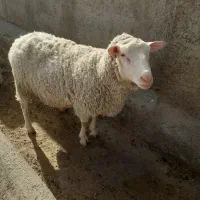 فروش گوسفند (۲۰راس گوسفند  رومن و رومانوف)