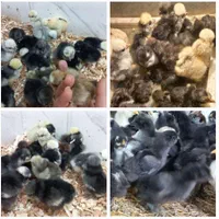 تبدیل تخم نطفه دار به جوجه.فروش تخم نطفه دارو جوجه|حیوانات مزرعه|قم, تعویض پلاک|دیوار