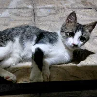 بچه گربه|گربه|مبارکه, |دیوار