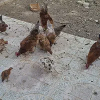 تعدادی مرغ و خروس گلین با اصالت