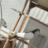 کبوتر