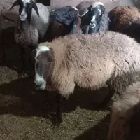 گوسفند
