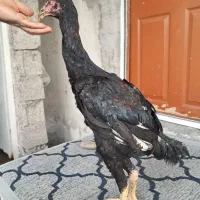 مرغ وخروس لاری مشکی|حیوانات مزرعه|رشت, سلیمانداراب|دیوار