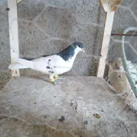 کبوتر ماده ساده اصلی|پرنده|نیشابور, ده حلاج|دیوار