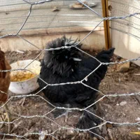 مرغ و خروس سلطان