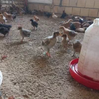 جوجه بسیار سالم سرحال گلپایگانی