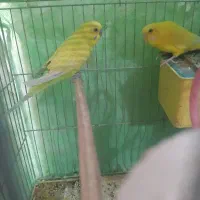 مرغ عشق