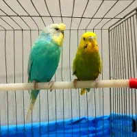 جفت مرغ عشق بالغ|پرنده|گلستان (تهران), |دیوار
