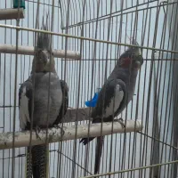 عروس هلندی نر و ماده