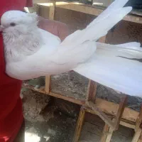 کفتر یا کبوتر|پرنده|ساوه, |دیوار