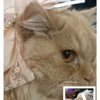 گربه پرشین|گربه|گرگان, |دیوار