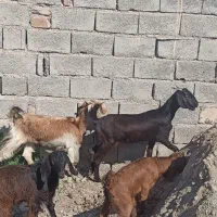 2تاگوسفند زاییده بابزغاله|حیوانات مزرعه|ایرانشهر, |دیوار