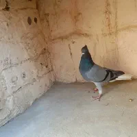 دم سفید|پرنده|مشهد, توس (بلوار توس)|دیوار