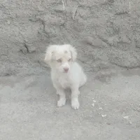 سگ خانگی خوشگل وچش رنگی