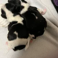 سگ بردرکالی دوماهه واگذاری رایگان