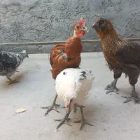 مرغ‌وخروس