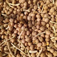 نخود درشت درجه یک