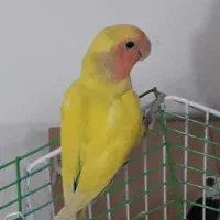 طوطی کتوله برزیلی