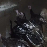 بوقلمون برنز انگلیسی
